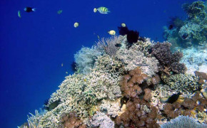 Don't miss diving at Menjangan Island while you are in Bali